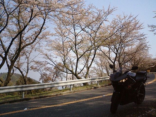 木陰だったから暗いし…