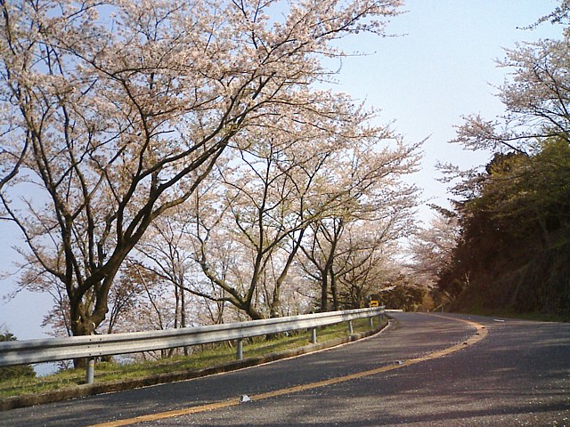 路面には大して花びら積もってなかったので、滑る危険とかは無く