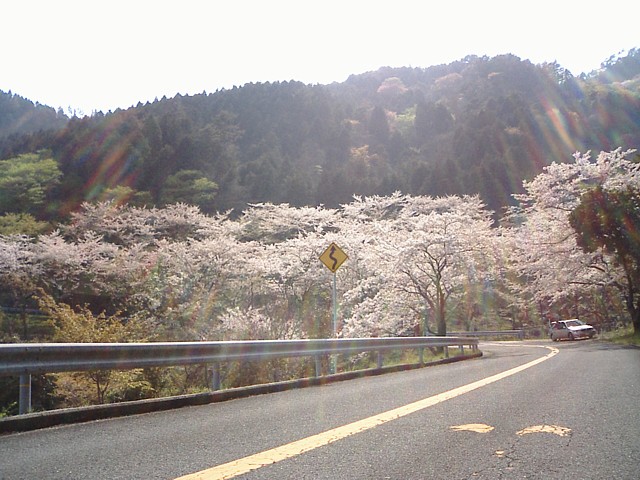 逆光で綺麗に写ってねぇし…