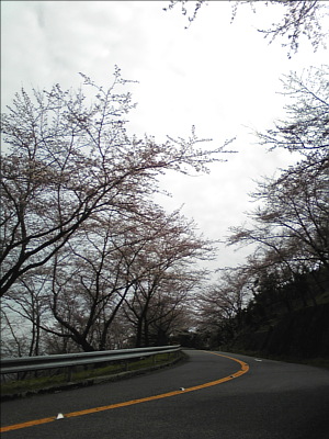 ここも一番のお花見ポイントなんですが