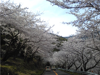 道の真ん中で堂々と停まる軽