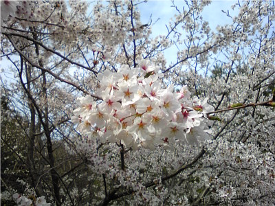 また来年も来れたらいいな